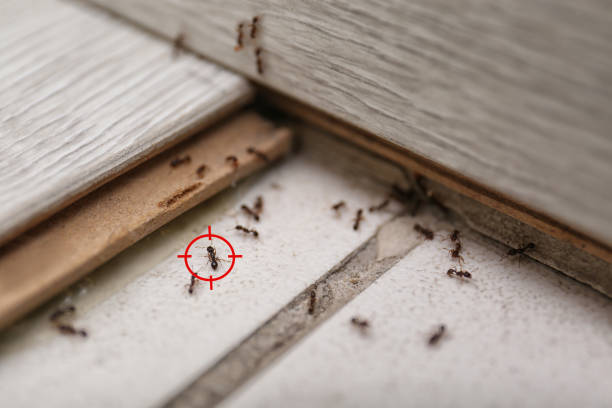 Best Rodent Control Near Me  in Quincy, WA