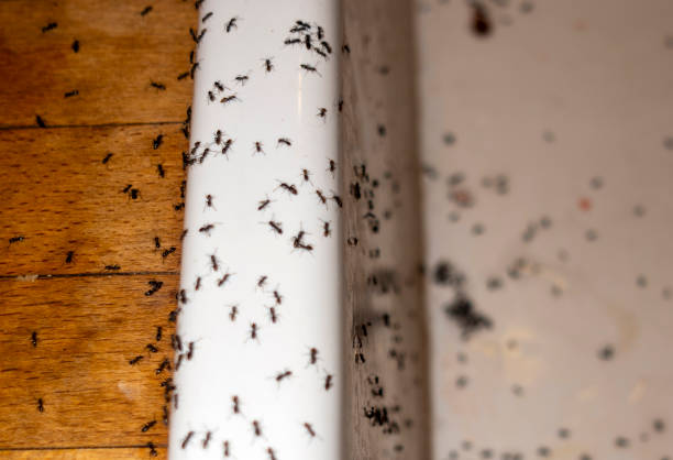 Best Bed Bug Extermination  in Quincy, WA