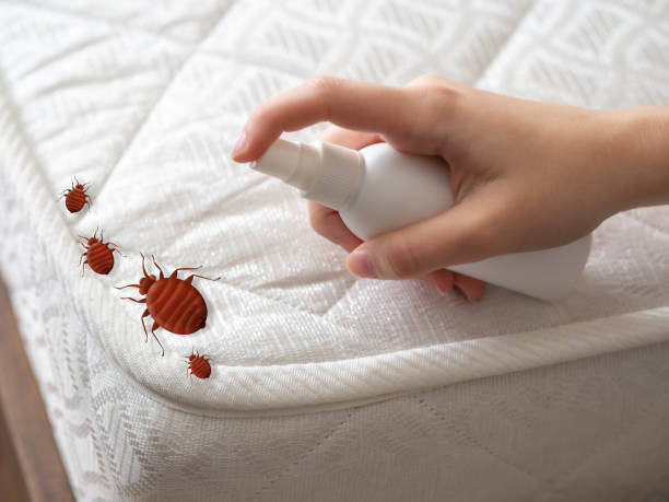 Best Wasp Removal Services  in Quincy, WA