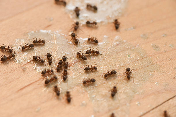 Best Wildlife Control Services  in Quincy, WA