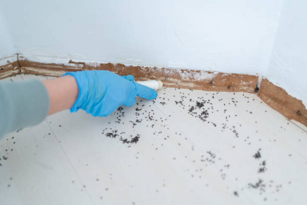 Best Pest Prevention Services  in Quincy, WA