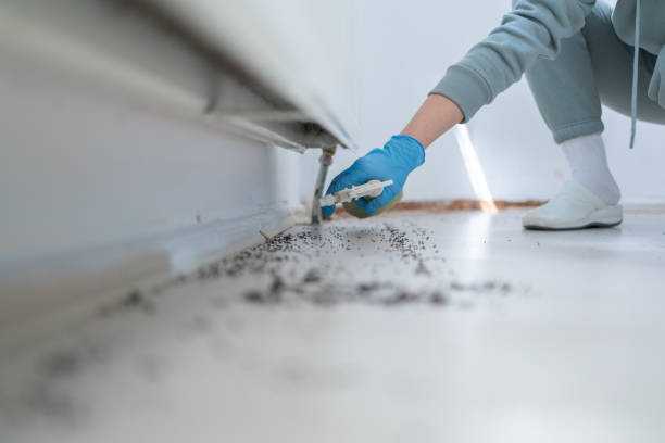Wasp Removal Services in Quincy, WA